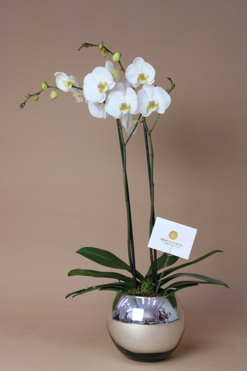 Orquídea Blanca en pecera clásica plata Abre La Puerta