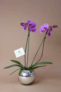 Orquídea Morada en pecera clásica plata Abre La Puerta